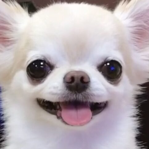 こころみたすペット思い出セレモニーにて葬儀したペットちゃん | オミくん