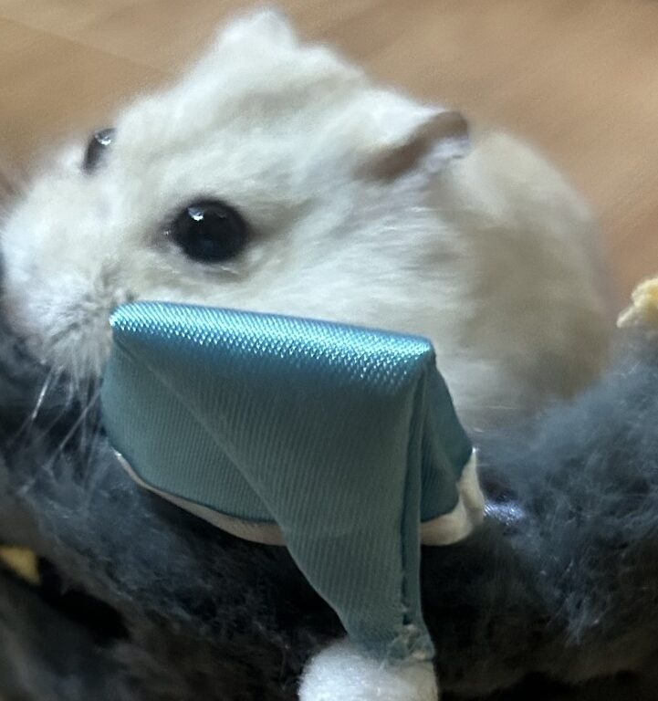 こころみたすペット思い出セレモニーにて葬儀したペットちゃん | ハニちゃん