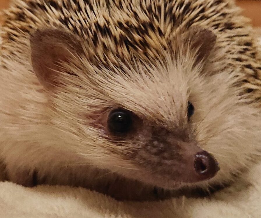 ピータンくん | こころみたす ペット思い出セレモニー