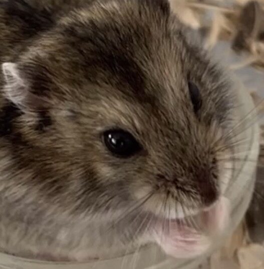 こころみたすペット思い出セレモニーにて葬儀したペットちゃん | さのきちくん