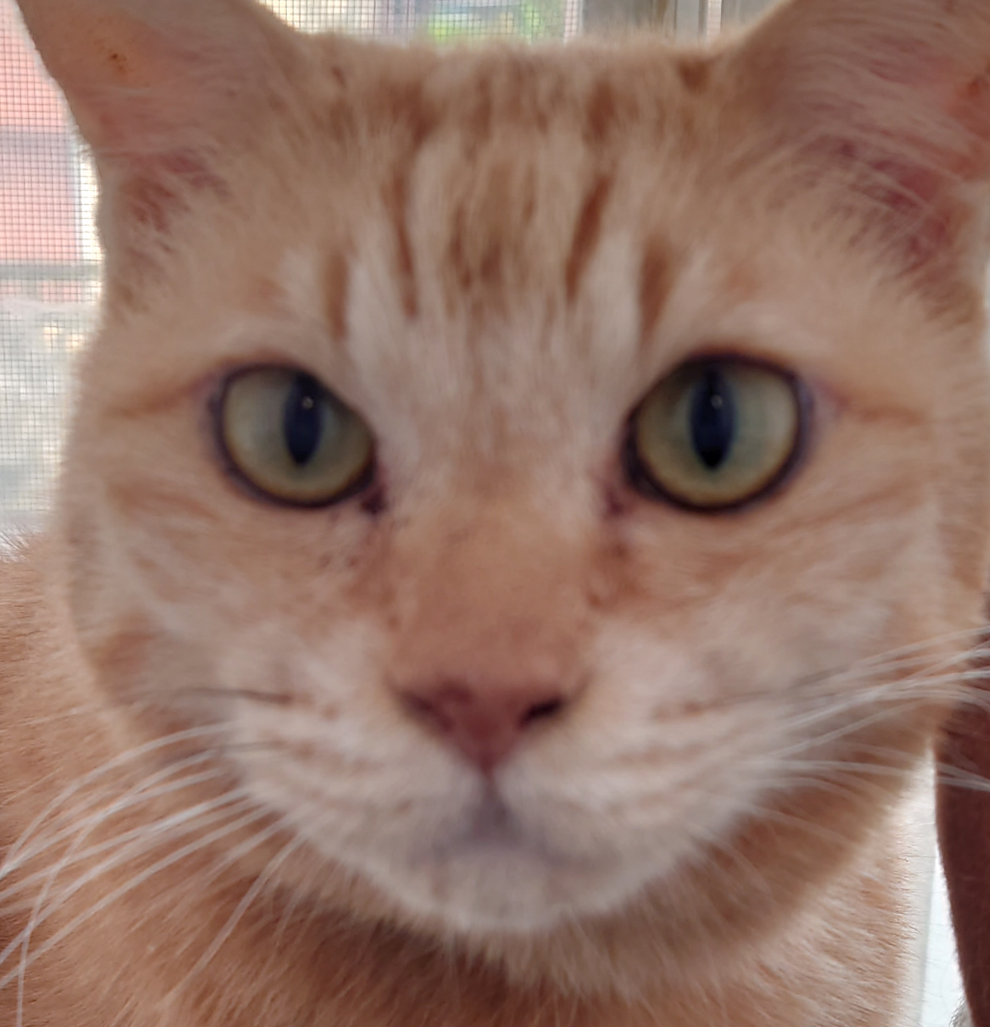 こころみたすペット思い出セレモニーにて葬儀したペットちゃん | ピースケくん