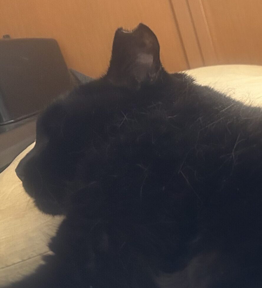 あんこちゃん | こころみたす ペット思い出セレモニー