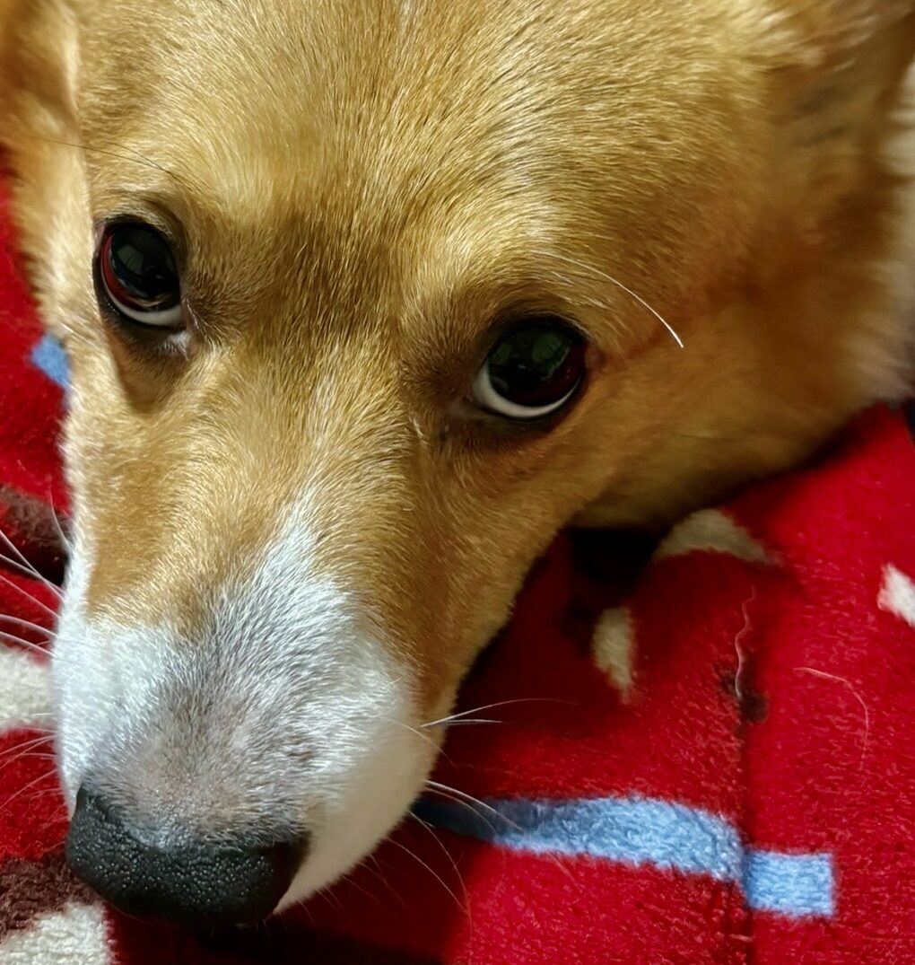 なるとくん | こころみたす ペット思い出セレモニー