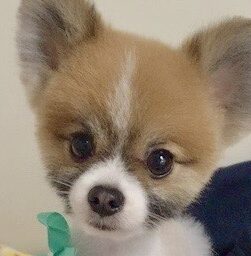 くっきーくん | こころみたす ペット思い出セレモニー