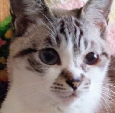 こころみたすペット思い出セレモニーにて葬儀したペットちゃん | ふぅちゃん