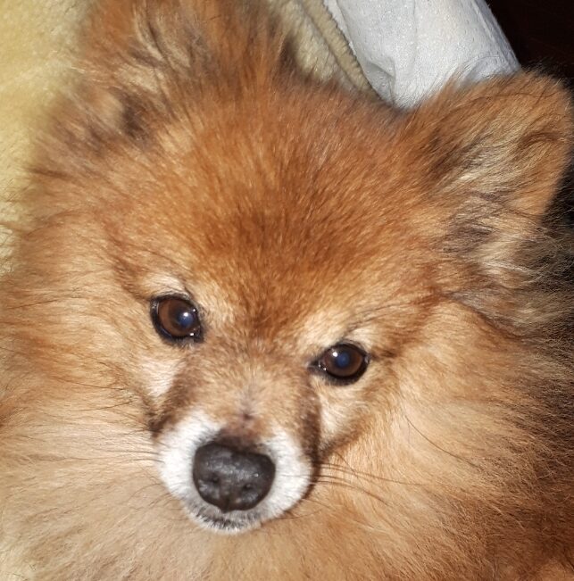 こころみたすペット思い出セレモニーにて葬儀したペットちゃん | レオくん