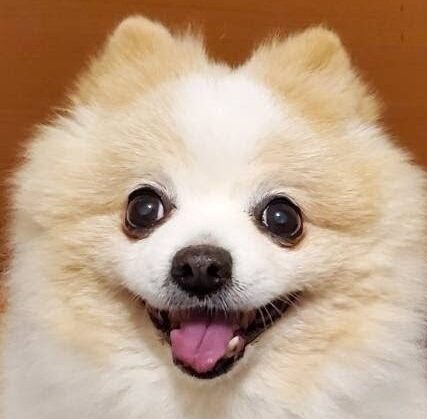 こころみたすペット思い出セレモニーにて葬儀したペットちゃん | ポンタくん