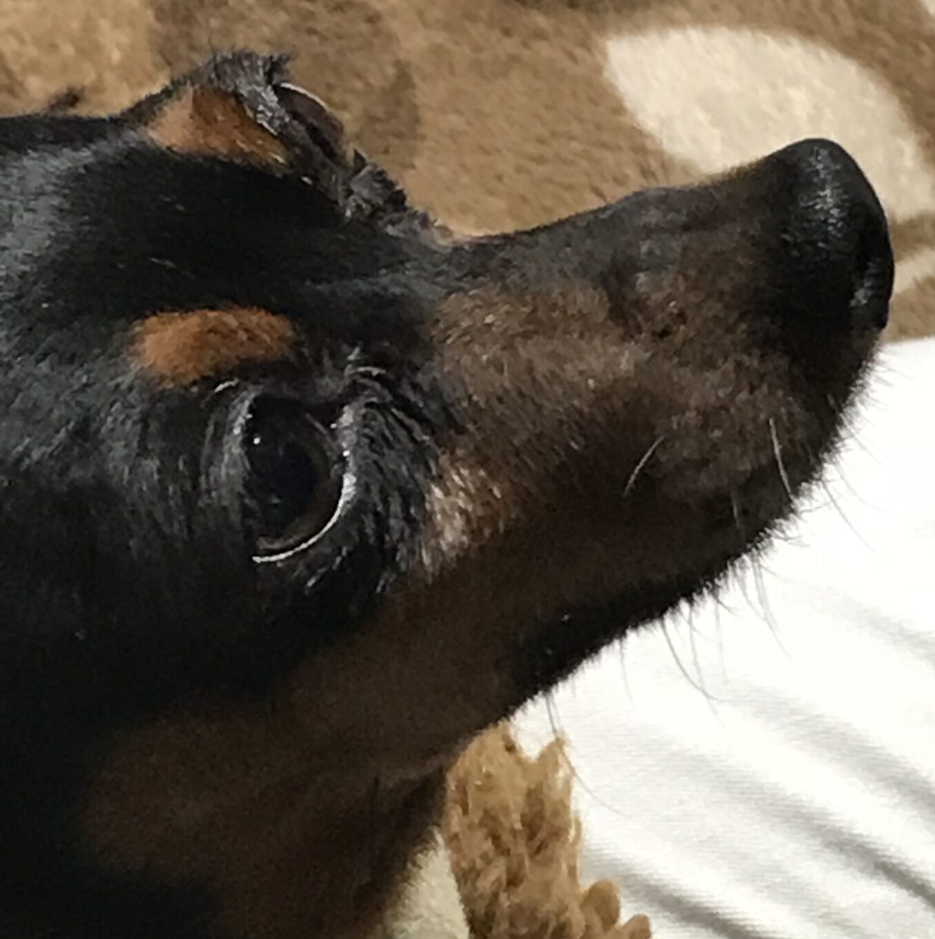 こころみたすペット思い出セレモニーにて葬儀したペットちゃん | ラブちゃん