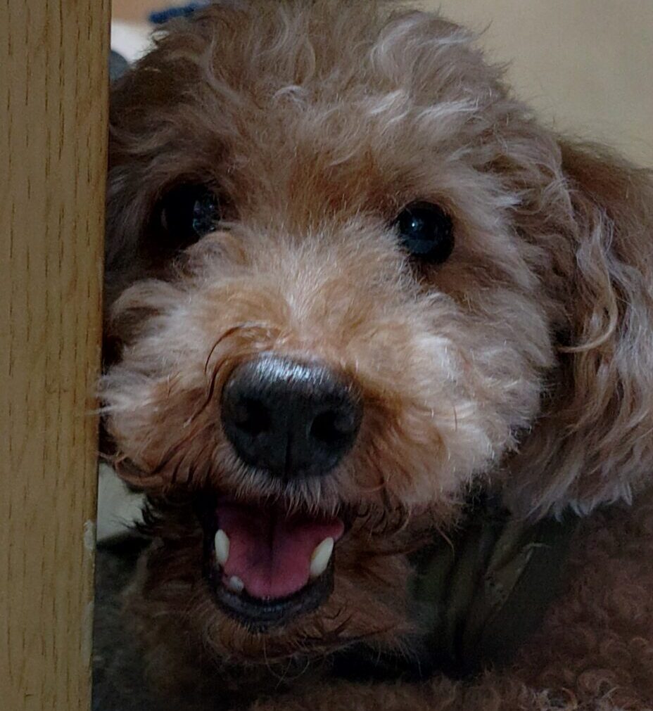 こころみたすペット思い出セレモニーにて葬儀したペットちゃん | クッキーくん