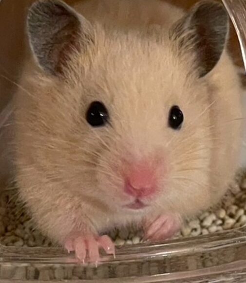 こころみたすペット思い出セレモニーにて葬儀したペットちゃん | ぽんちゃん