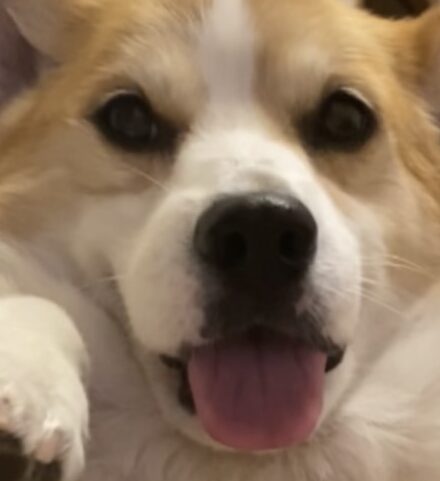 こころみたすペット思い出セレモニーにて葬儀したペットちゃん | がんもくん