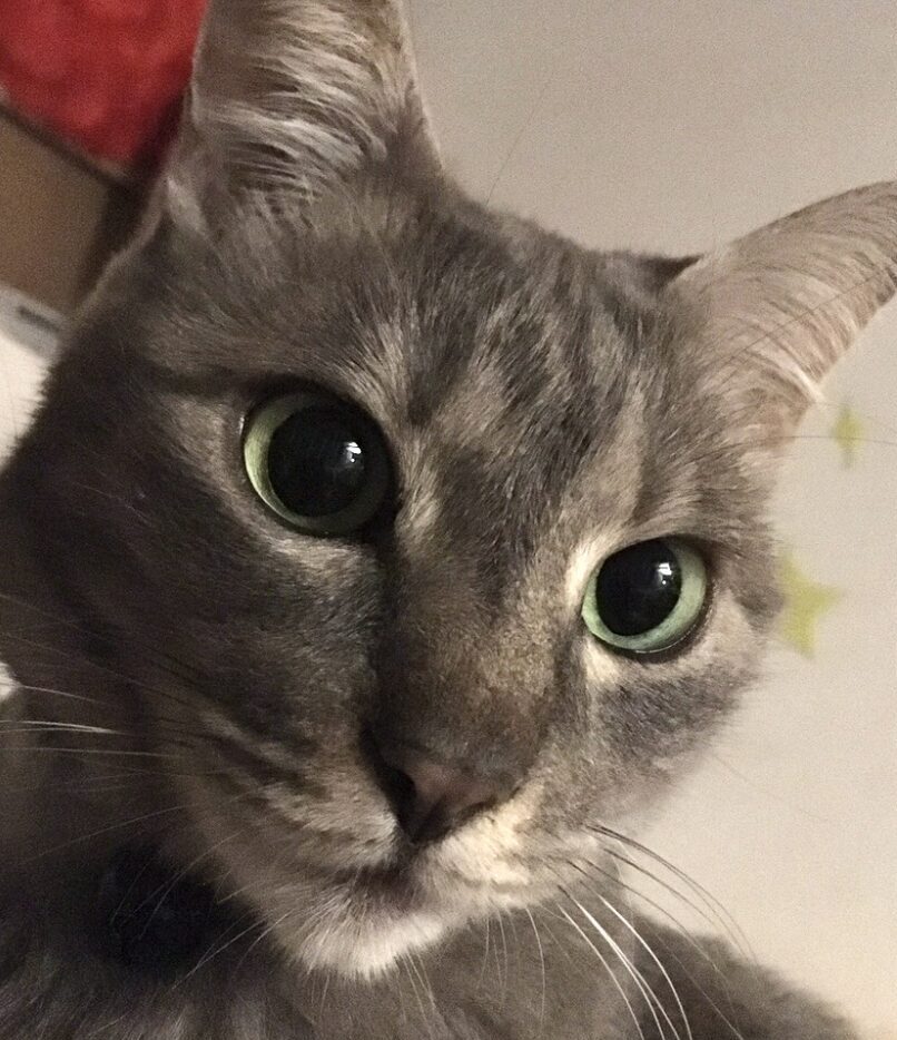 こころみたすペット思い出セレモニーにて葬儀したペットちゃん | ボアちゃん