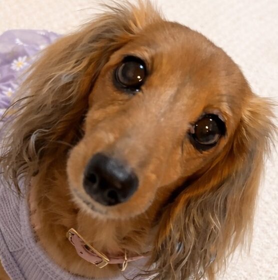 こころみたすペット思い出セレモニーにて葬儀したペットちゃん | モカちゃん