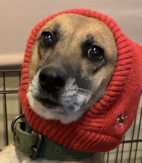 こころみたすペット思い出セレモニーにて葬儀したペットちゃん | ライムちゃん