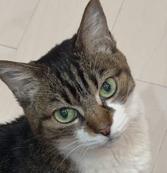 こころみたすペット思い出セレモニーにて葬儀したペットちゃん | くるみちゃん