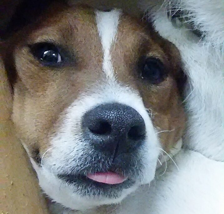 こころみたすペット思い出セレモニーにて葬儀したペットちゃん | エールくん