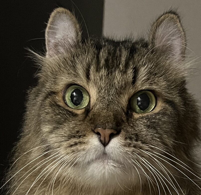 こころみたすペット思い出セレモニーにて葬儀したペットちゃん | 銀河くん