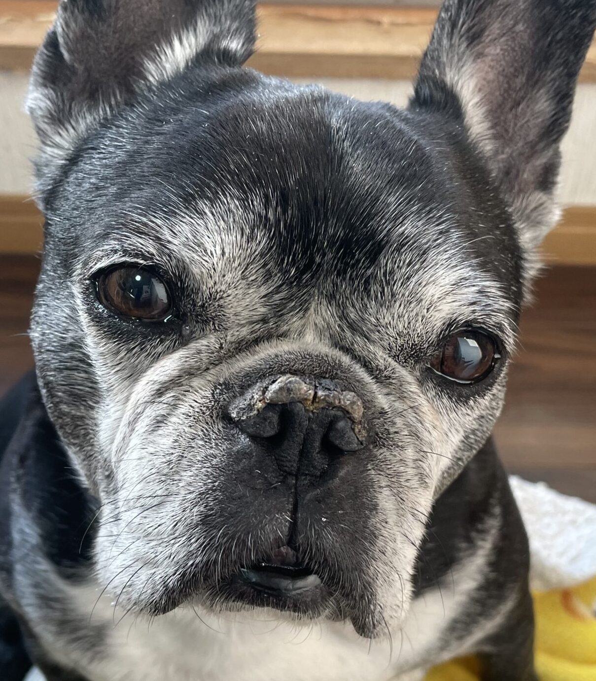 こころみたすペット思い出セレモニーにて葬儀したペットちゃん | ののちゃん