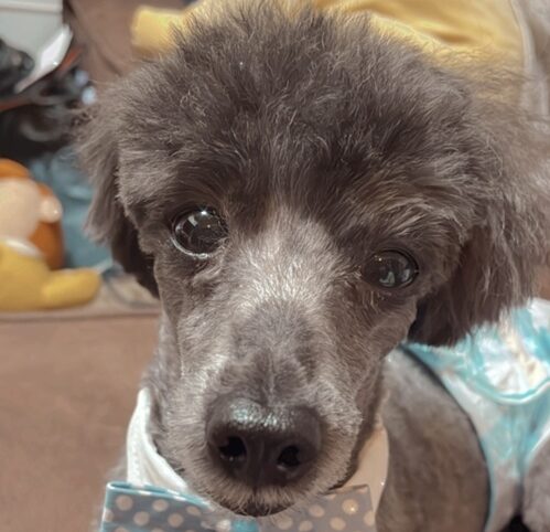 バロンくん | こころみたす ペット思い出セレモニー