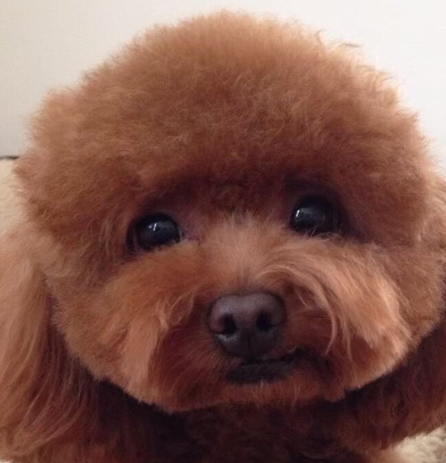 みるあちゃん | こころみたす ペット思い出セレモニー