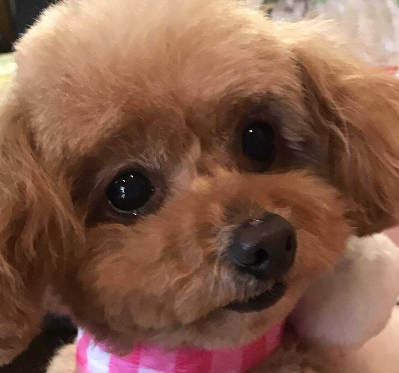 さくらちゃん | こころみたす ペット思い出セレモニー