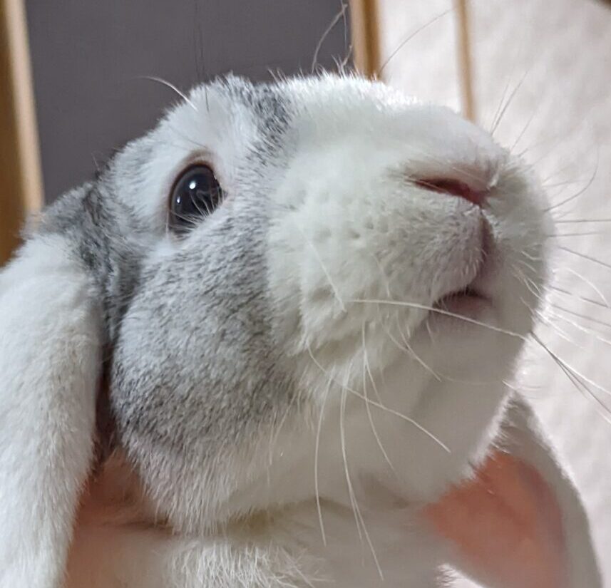 どろくん | こころみたす ペット思い出セレモニー