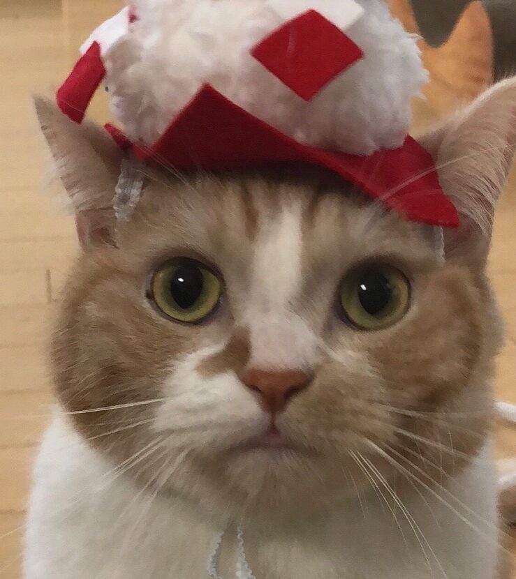 ちゃろくん | こころみたす ペット思い出セレモニー