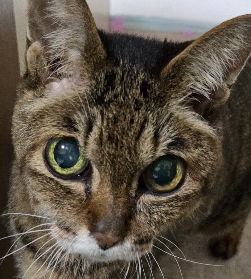 こころみたすペット思い出セレモニーにて葬儀したペットちゃん | コンちゃん