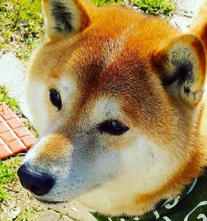 こころみたすペット思い出セレモニーにて葬儀したペットちゃん | ごん蔵くん