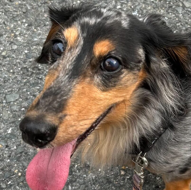 こころみたすペット思い出セレモニーにて葬儀したペットちゃん | ふくくん