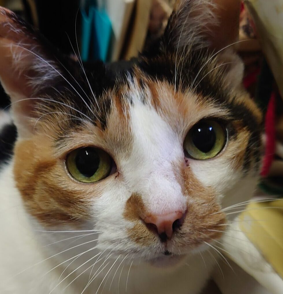 こころみたすペット思い出セレモニーにて葬儀したペットちゃん | 三毛野ちゃん