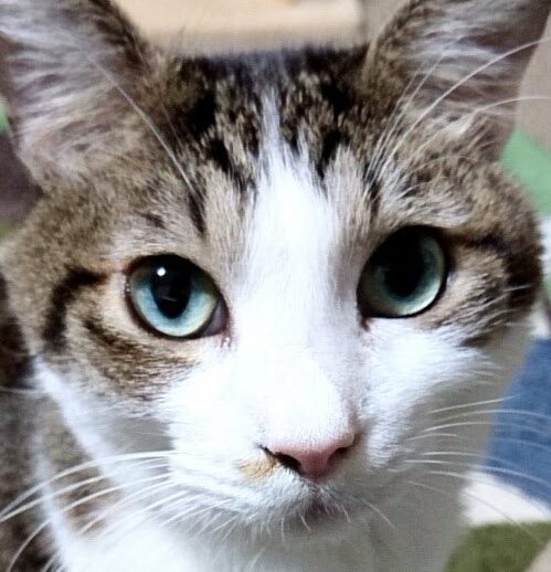 にゃ～くん | こころみたす ペット思い出セレモニー