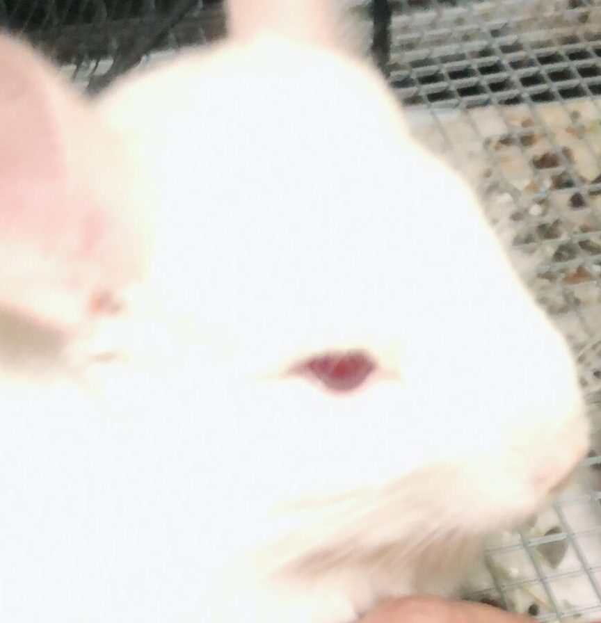 大福くん | こころみたす ペット思い出セレモニー