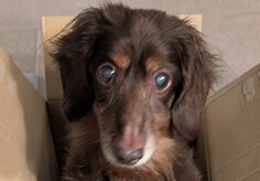 太郎くん | こころみたす ペット思い出セレモニー