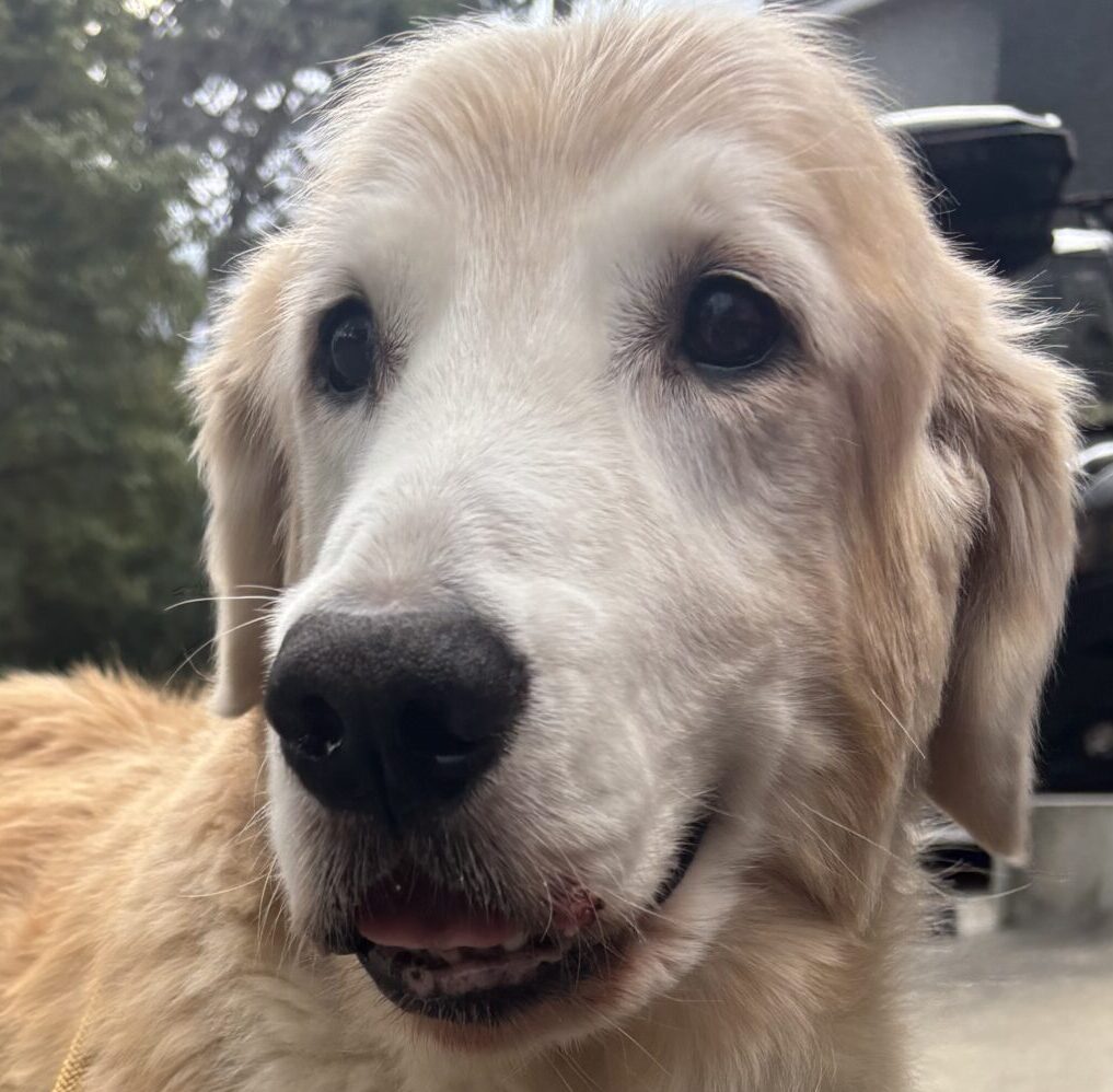 楽雄くん | こころみたす ペット思い出セレモニー