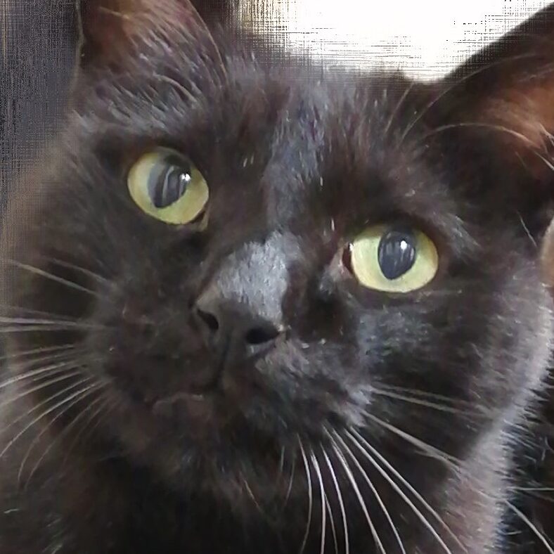 こころみたすペット思い出セレモニーにて葬儀したペットちゃん | クロマルくん