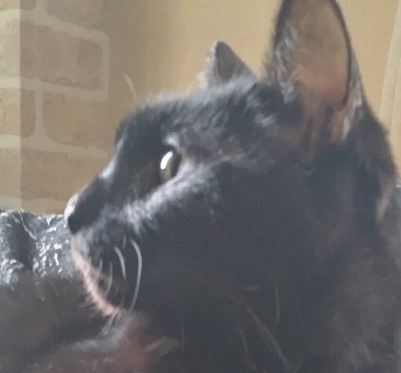 こころみたすペット思い出セレモニーにて葬儀したペットちゃん | くウくん