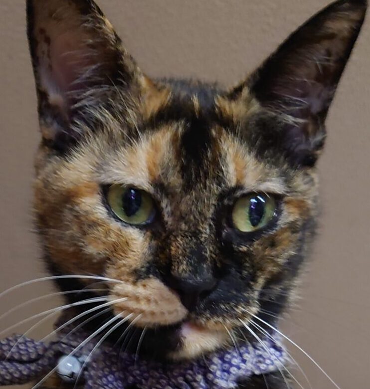 こころみたすペット思い出セレモニーにて葬儀したペットちゃん | くろあちゃん