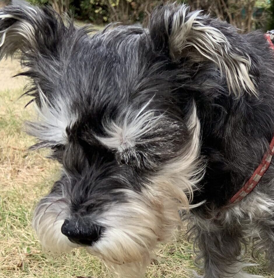 こころみたすペット思い出セレモニーにて葬儀したペットちゃん | モナちゃん