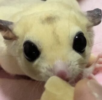 こころみたすペット思い出セレモニーにて葬儀したペットちゃん | ベルちゃん