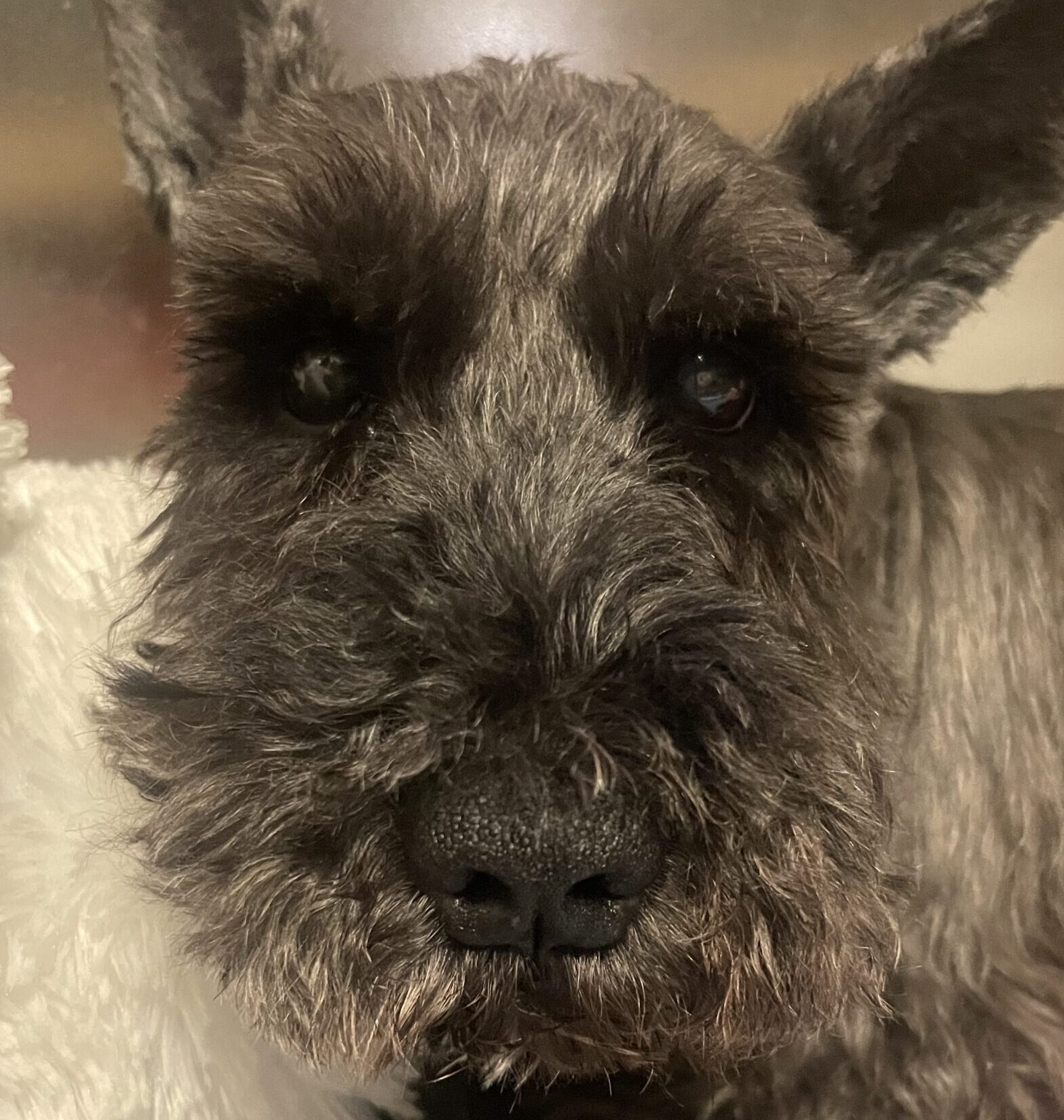 こころみたすペット思い出セレモニーにて葬儀したペットちゃん | ネオくん