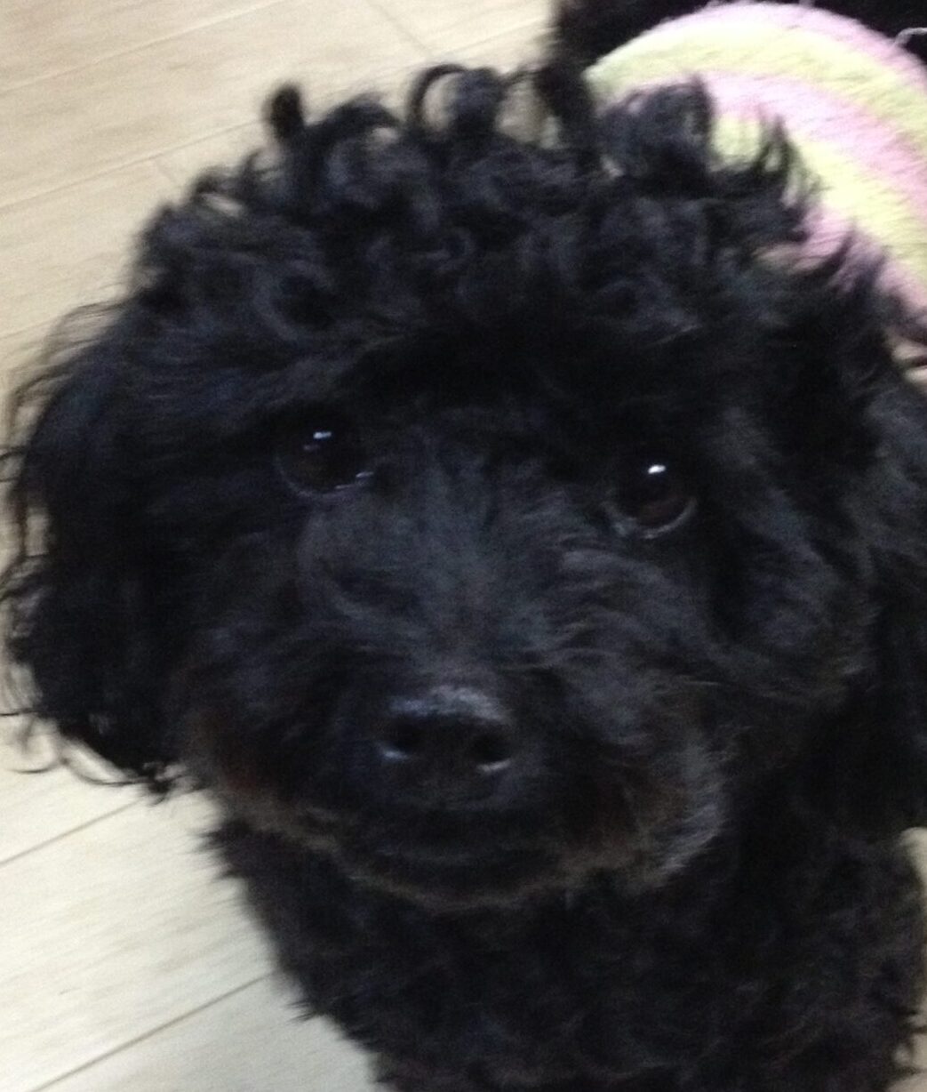 こころみたすペット思い出セレモニーにて葬儀したペットちゃん | モカちゃん