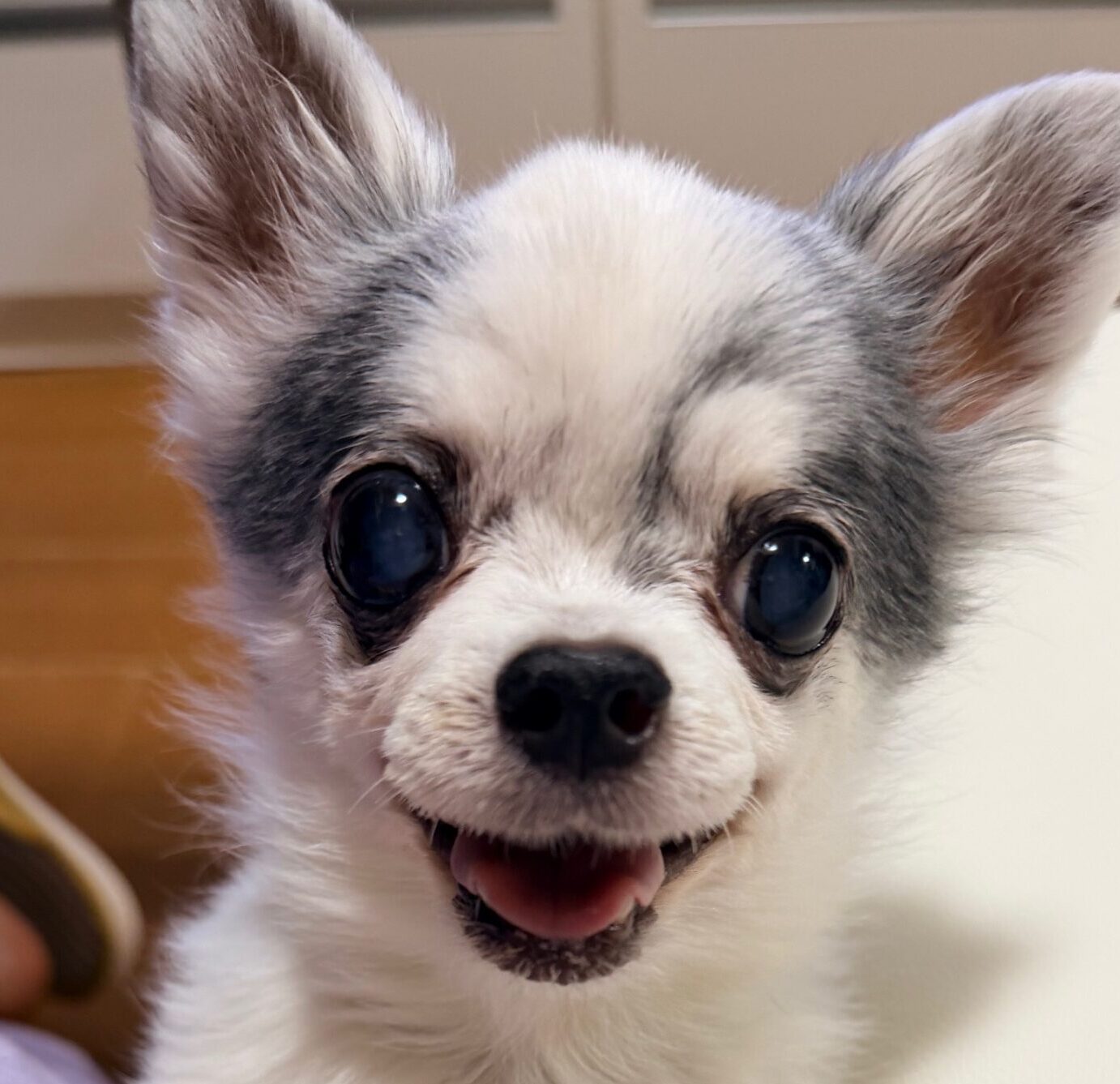 こころみたすペット思い出セレモニーにて葬儀したペットちゃん | 金太郎くん