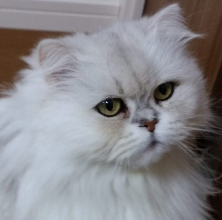 こころみたすペット思い出セレモニーにて葬儀したペットちゃん | CHA CHAちゃん