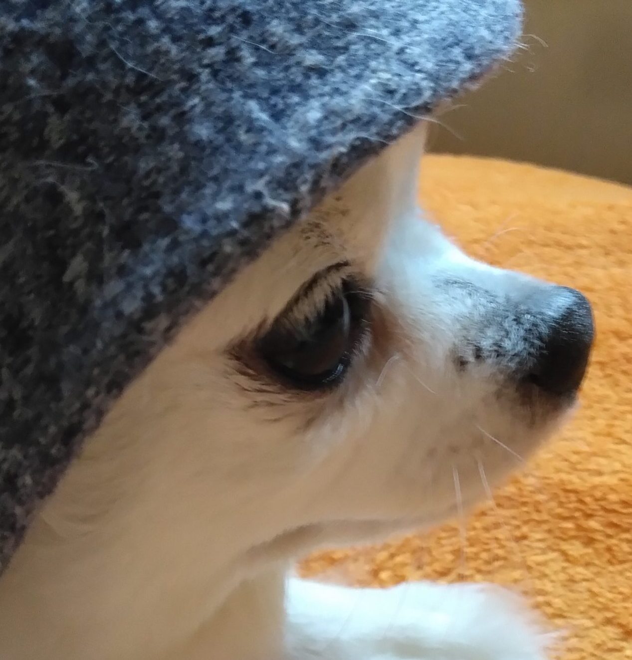 こころみたすペット思い出セレモニーにて葬儀したペットちゃん | 小太郎くん