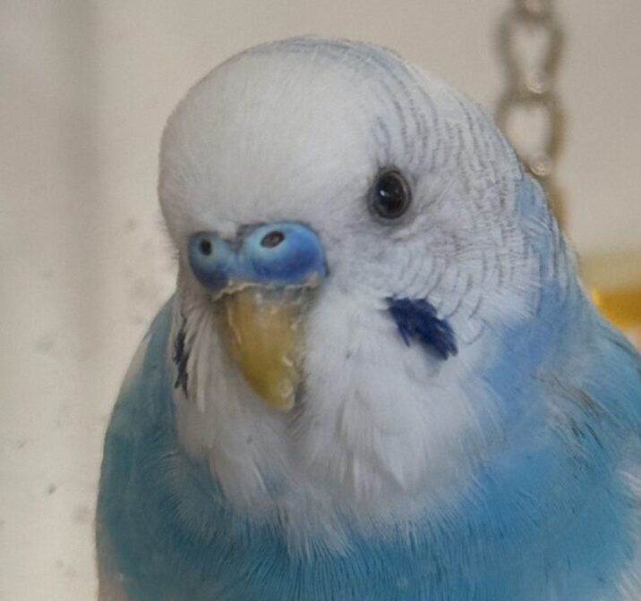 ユウドンジくん | こころみたす ペット思い出セレモニー