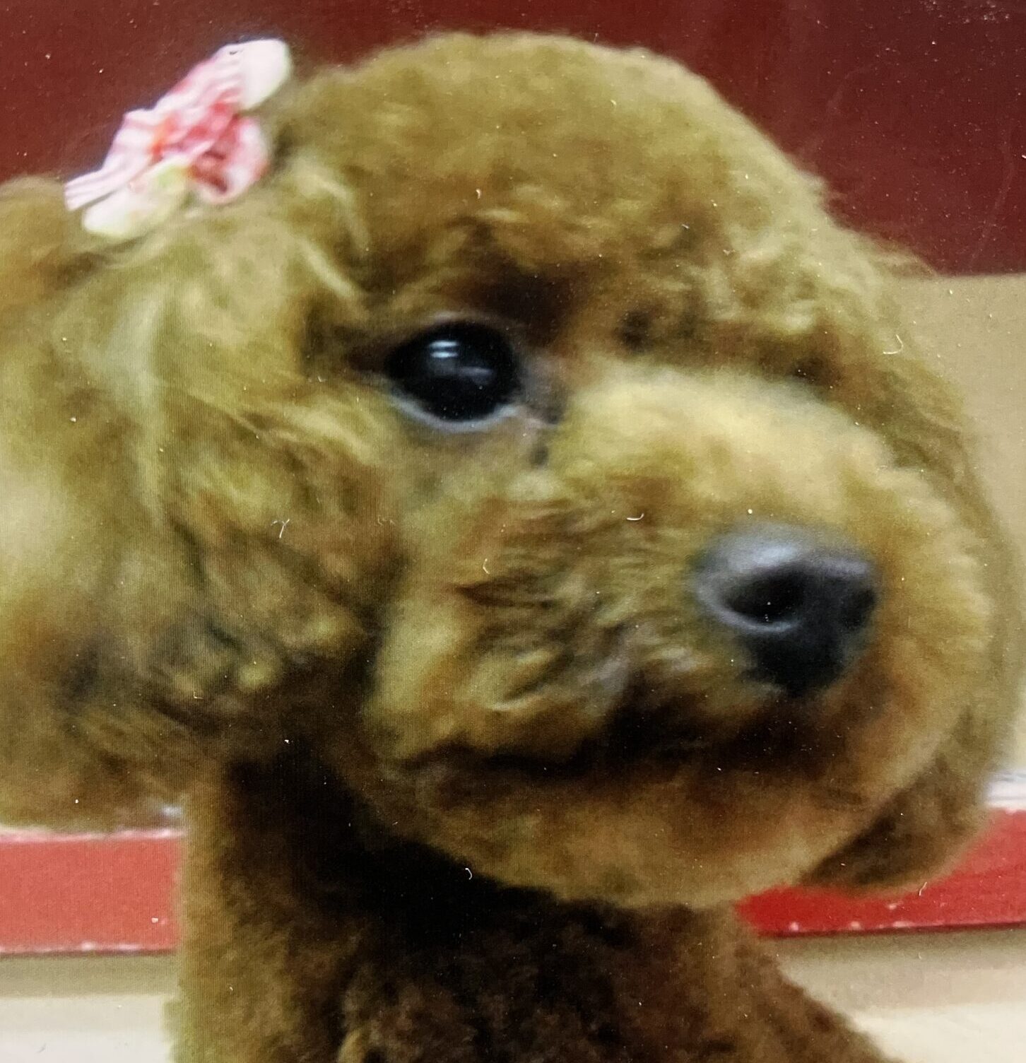 こころみたすペット思い出セレモニーにて葬儀したペットちゃん | ベルちゃん