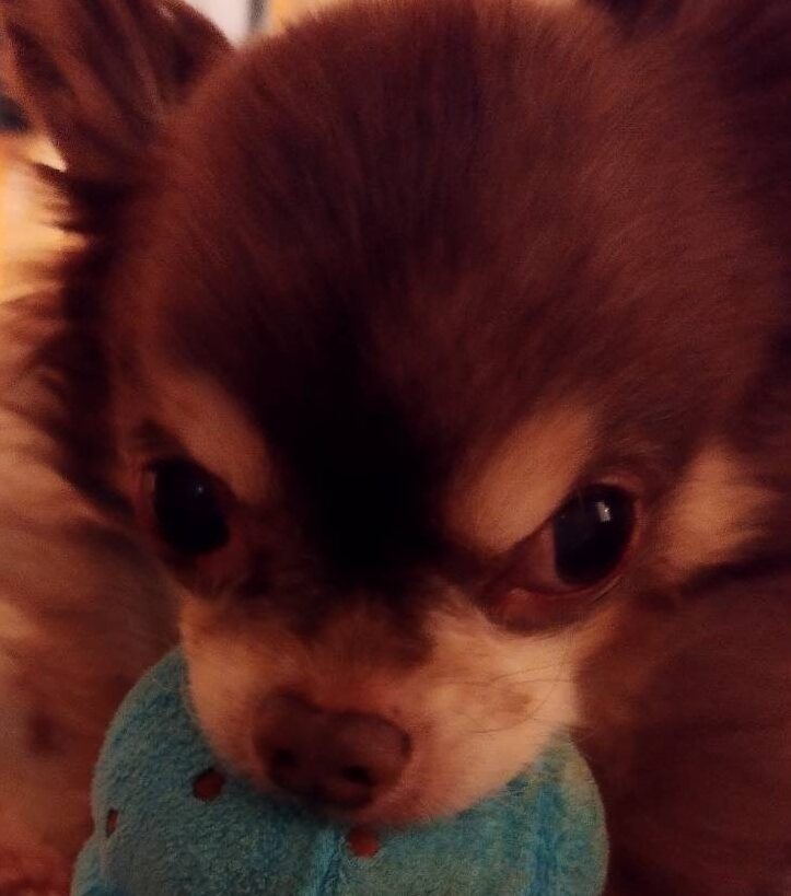 摩耶ちゃん | こころみたす ペット思い出セレモニー