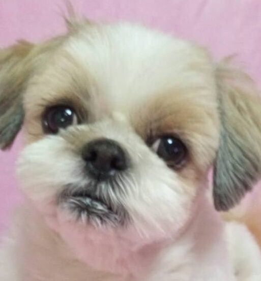 てんくん | こころみたす ペット思い出セレモニー