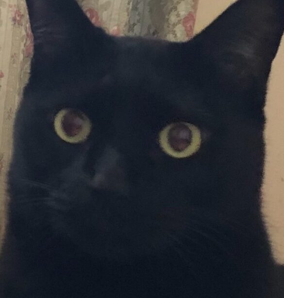 こころみたすペット思い出セレモニーにて葬儀したペットちゃん | ジジくん